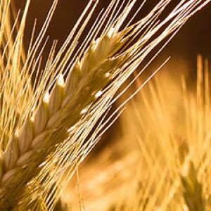 Goldene Weizenfelder