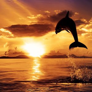 Delphin springt bei Sonnenuntergang