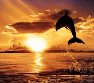 Delphin springt bei Sonnenuntergang
