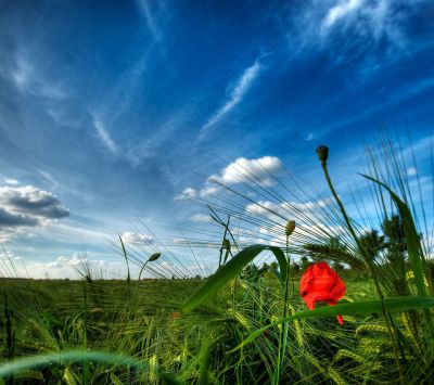 Lebendiger Mohn in grünem Feld