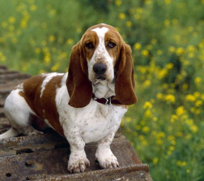 Adorable Basset Hound in der Natur