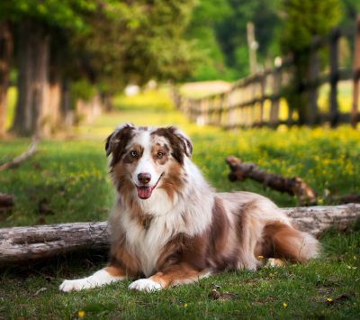 Australischer Schäferhund in der Natur