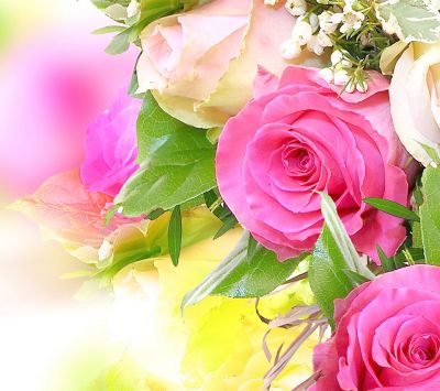Schöne Rosa Rosen