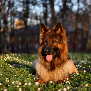 Süßer Deutscher Schäferhund in der Natur