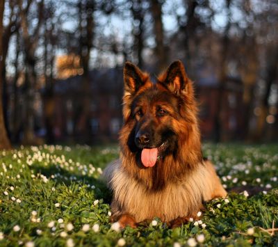 Süßer Deutscher Schäferhund in der Natur