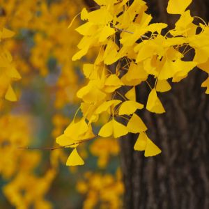 Lebendige Gelbe Ginkgo-Blätter