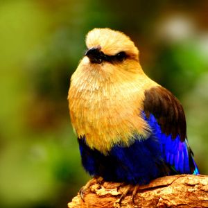 Bunter Vogel auf einem Ast
