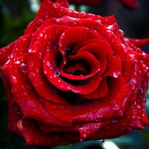 Schöne Rote Rose mit Tau