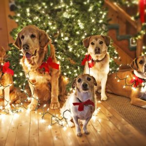 Festive Hunde mit Weihnachtslichtern