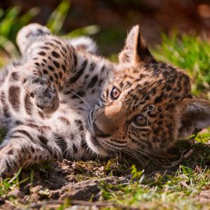 Verspielter Baby-Leopard