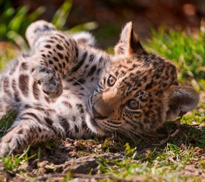Verspielter Baby-Leopard