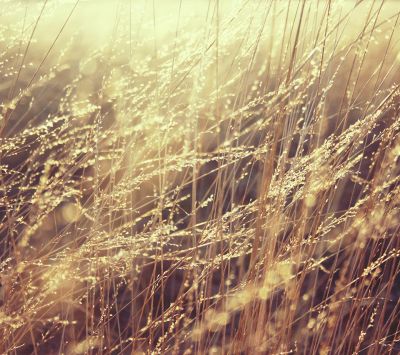 Goldene Grasfläche