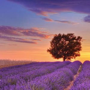 Lavendelfelder bei Sonnenuntergang
