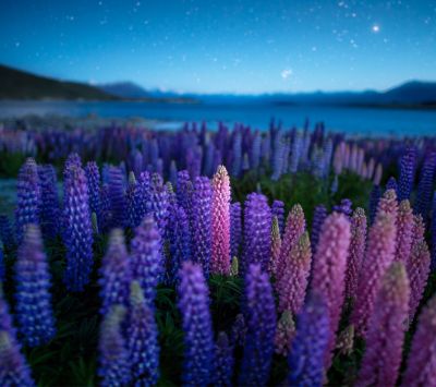 Lebendige Violette Blumen bei Nacht