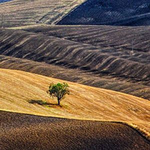 Ruhige Landschaft mit einsamem Baum