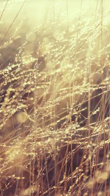 Goldene Sonnenlicht-Gras