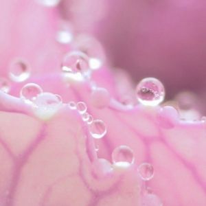 Rosa Blume mit Wassertropfen