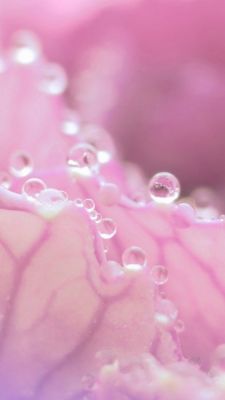 Rosa Blume mit Wassertropfen