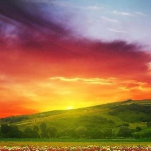 Bunter Sonnenuntergang Über Blumenfeld