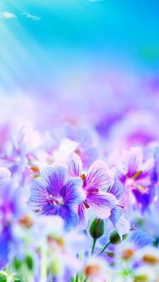 Lebendige Violette Blumen