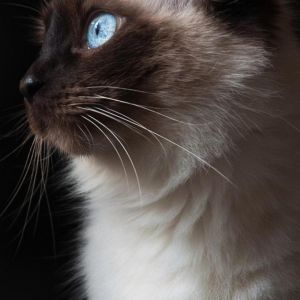 Siamkatze mit Blauen Augen