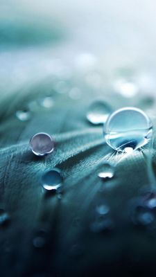 Wassertropfen auf einem Blatt