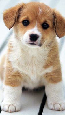 Niedlicher Corgi Welpe