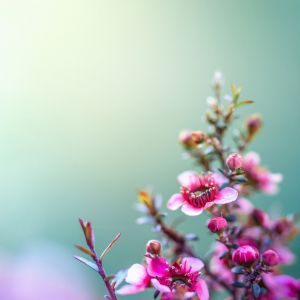 Zarte Rosa Blumen