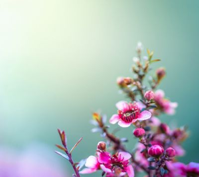 Zarte Rosa Blumen