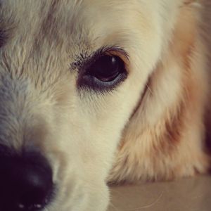 Süßer Hund Nahaufnahme