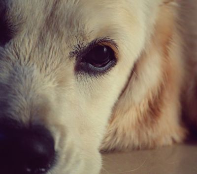 Süßer Hund Nahaufnahme
