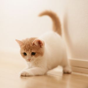 Süße Katze Spielt