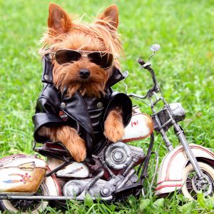 Cooler Hund auf Motorrad