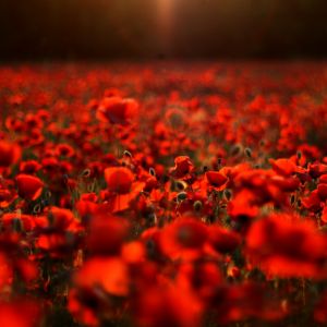 Lebendige Rote Mohnblumenfelder