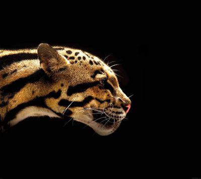 Majestätisches Jaguar-Profil