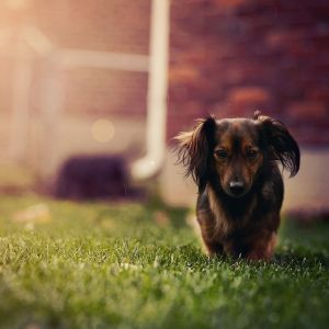 Süßer Hund, der über das Gras läuft