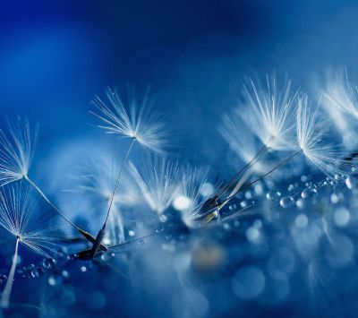Blaue Löwenzahn-Samen mit Tau