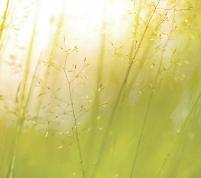 Sanftes Grünes Natur-Hintergrund