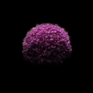 Lila Blume auf Schwarzem Hintergrund