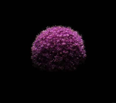 Lila Blume auf Schwarzem Hintergrund