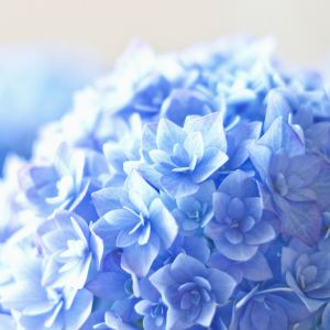 Blaue Hortensien