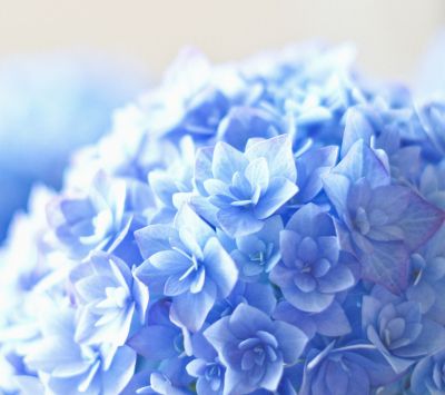 Blaue Hortensien