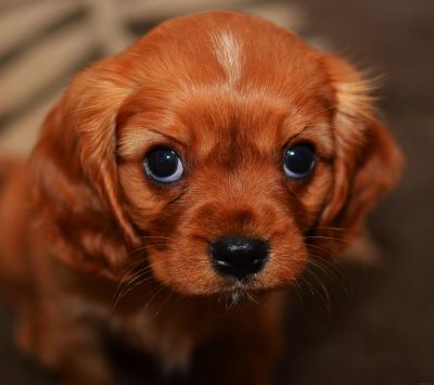 Süßer Cavalier King Charles Spaniel Welpe