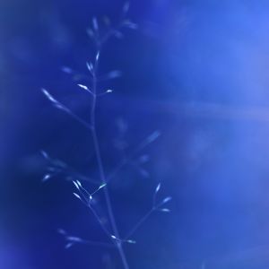 Blaue Abstrakte Natur