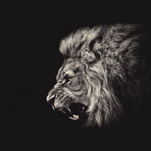 Majestätischer Löwe Brüllend