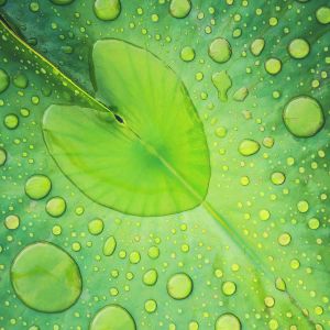 Grünes Blatt mit Wassertropfen