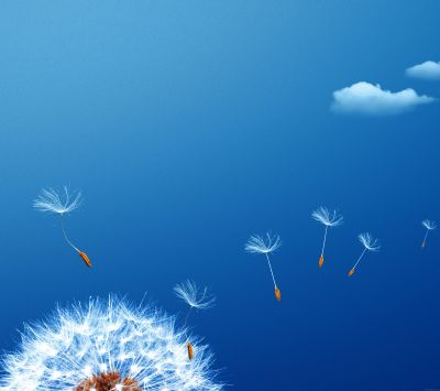 Löwenzahn-Samen im Blauen Himmel