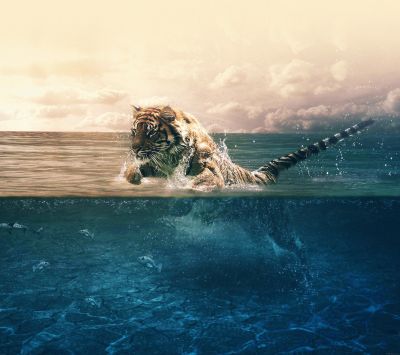 Tiger schwimmt im Wasser
