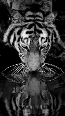 Majestätischer Tigerreflex
