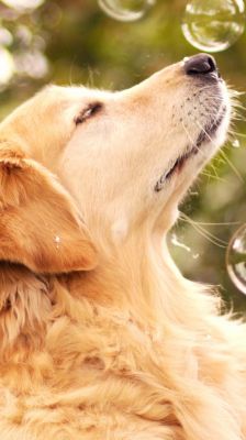 Golden Retriever mit Blasen